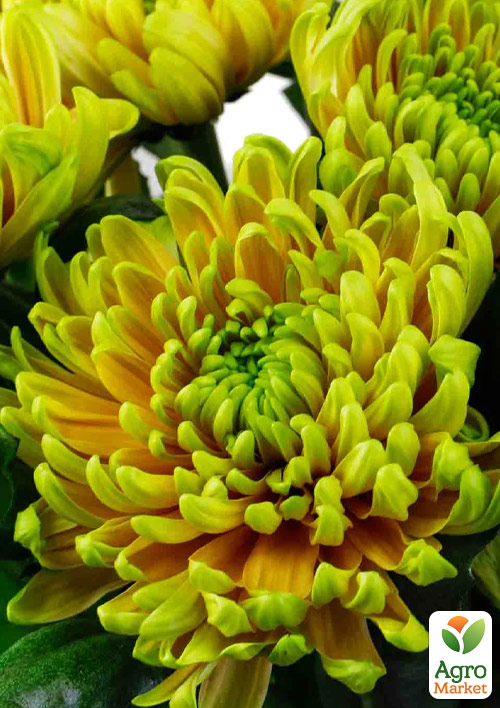 Хризантема  "Woodstock Orange" (низкорослая крупноцветковая)