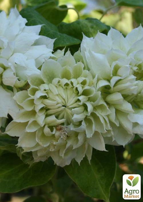 Клематис "Yukiokoshi" (повторноквітучий сорт) - фото 6