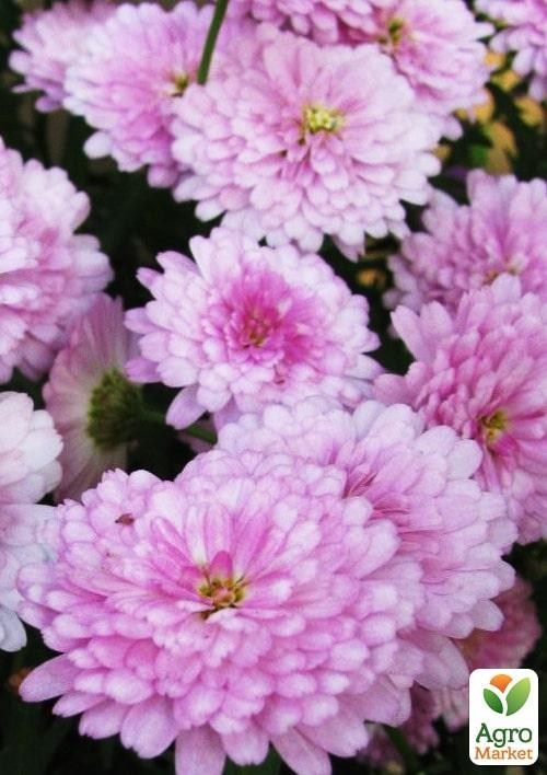 Аргірантемум "Double Pink" (контейнер № 10, висота 15 см)