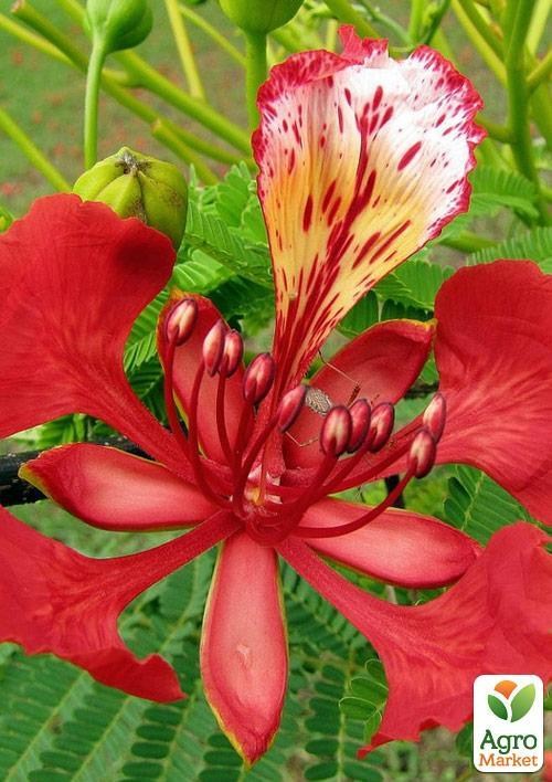 Делоникс королевский "Огненный Зонтик"