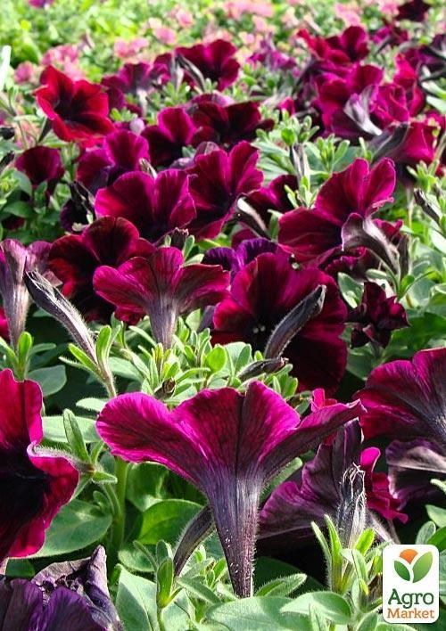 Петуния ампельная Sweetunia "Johnny Flame" (контейнер №10, высота 10-15см) - фото 2