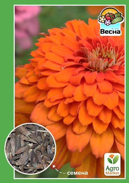 Цинія "Помаранчевий король" ТМ "Весна" 0.4г