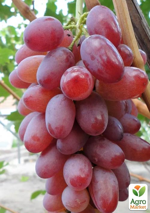 Виноград "Малиновый Супер" ( мускат, ультрараннего срока созревания)
