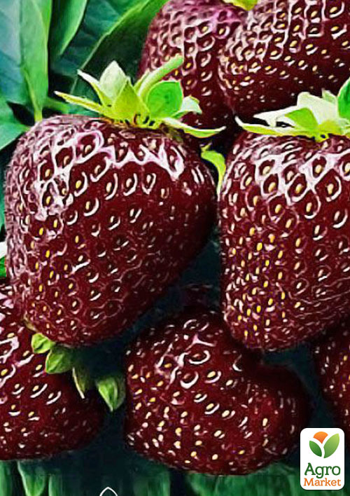 Клубника "Черный принц" (Black Prince) (средний срок созревания)