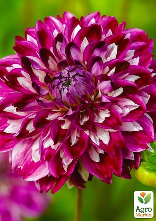 Георгина "Optical Illusion"