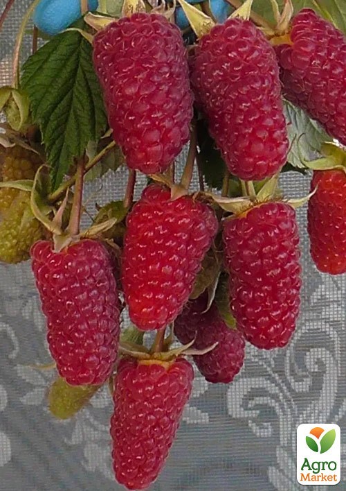 Малина "Пшехіба" Przehyba (ультрарання, великоягідна, солодка)