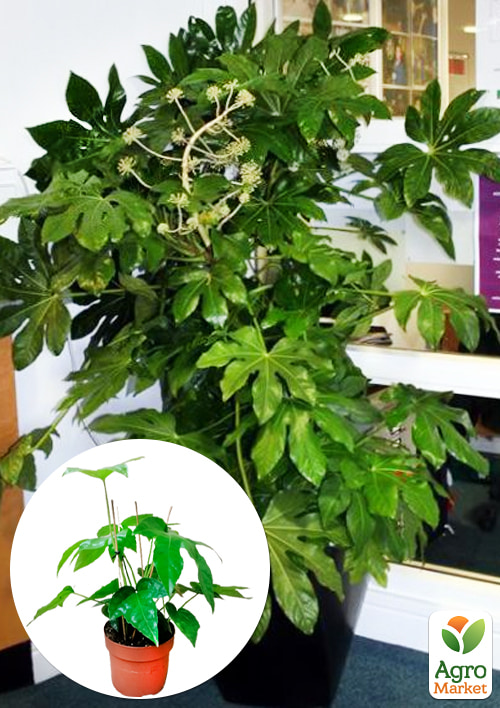 LMTD Фатсія японська "Fatsia Japonica" (висота 20-30см)