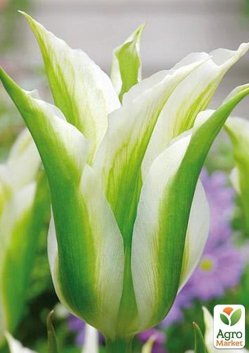 Тюльпан "Spring Green" 3шт в упаковке