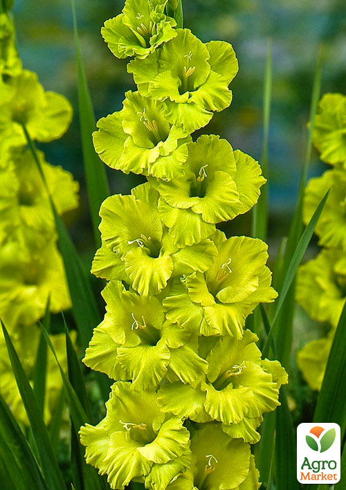 Гладіолус "Evergreen" 3шт - фото 5
