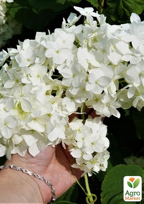 Гортензия древовидная 2-х летняя "Grandiflora" высота саженца 20-30см