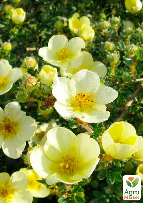 Лапчатка Кустарниковая "Primrose Beauty"