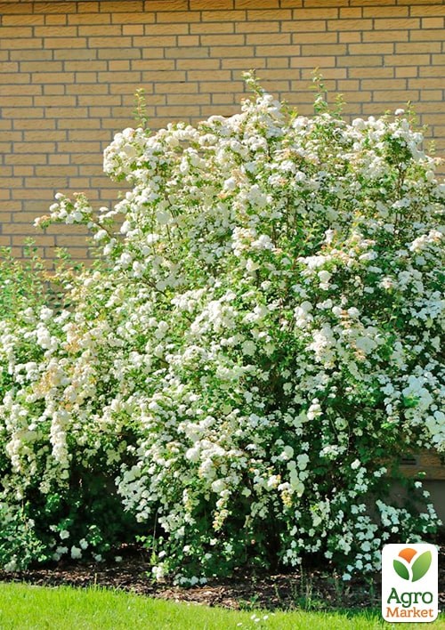 Пираканта (живая изгородь) "Orange Charmer"  - фото 3