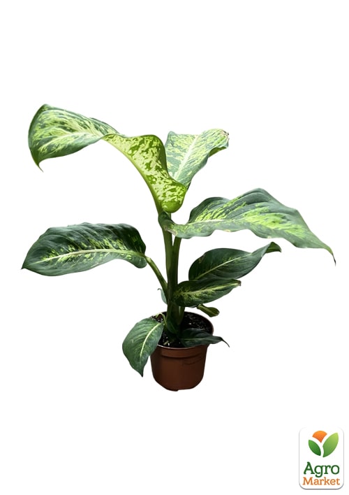 Дифенбахія (Dieffenbachia) "Mars" висота 40-60см - фото 5