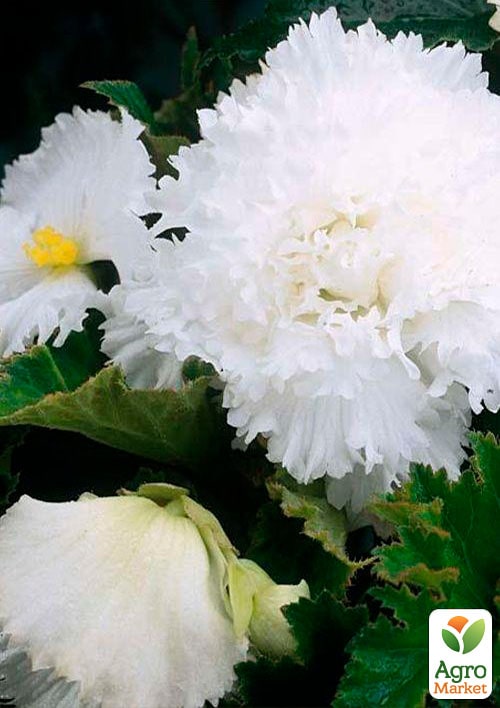 Бегония "Фимбриата белая" 1шт