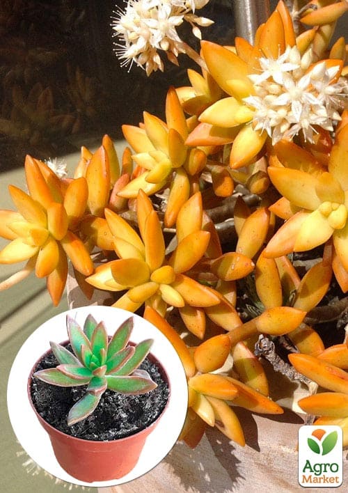 Очиток "Нуссбаумера" (Sedum nussbaumerianum)