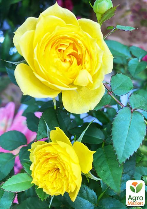 Роза Мініатюрна (кімнатна) "Baby Golden Star" (Нідерланди) - фото 6