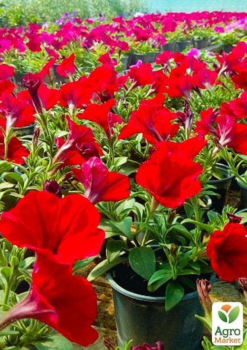 Сурфиния "Dark Red" (контейнер № 10, высота 10-15 см) - фото 3