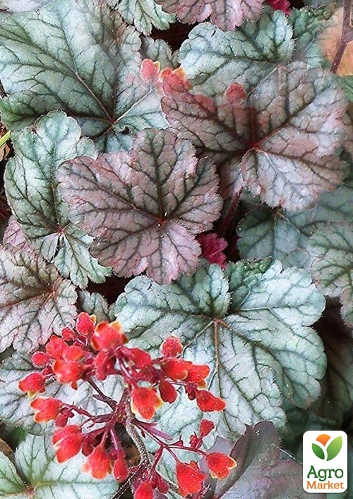 Гейхера (Heuchera) "Cinnabar Silver" С1 (висота 15-30см) - фото 6