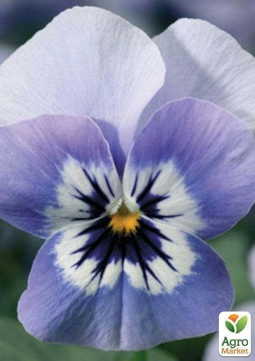 Виола (Viola Cornuta) "Marina" - фото 2