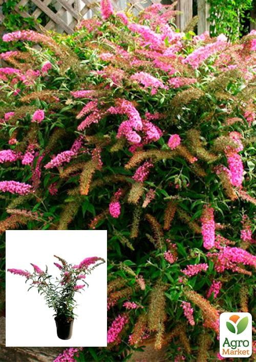 Буддлея Давида 2х летняя "Pink Delight" С2