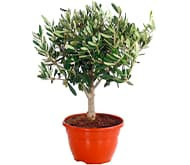 Оливковое дерево