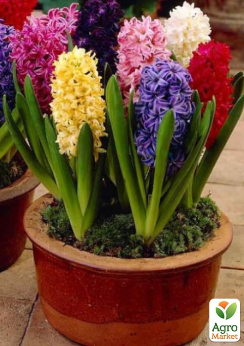 Гиацинт "MIX" укорененный (отцвел)