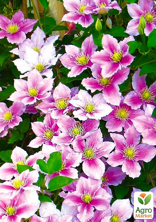 Клематис 2-х летний "Piilu" С2 - фото 3