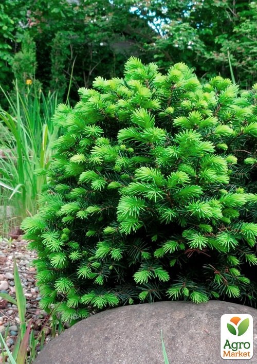 Ель сербская "Karel" (ком/сетка) диаметр 35-40см - фото 2