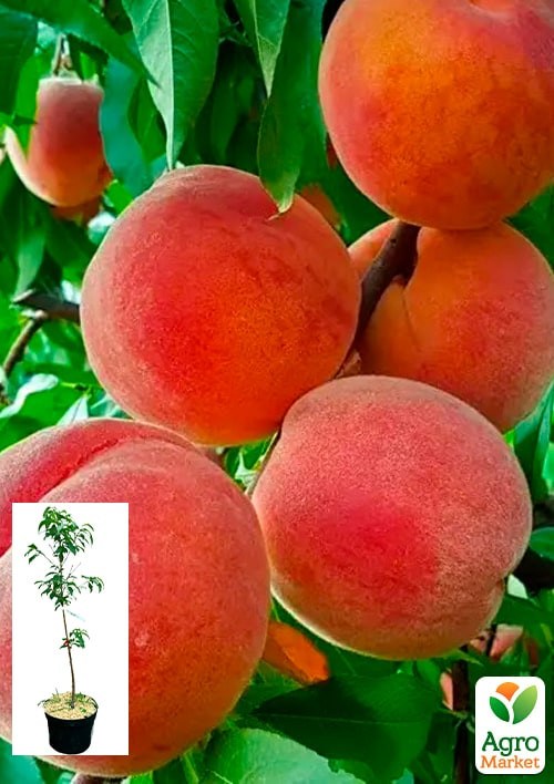 Персик "Флеминг Фьюри" укорененный в контейнере (саженец 2 года)