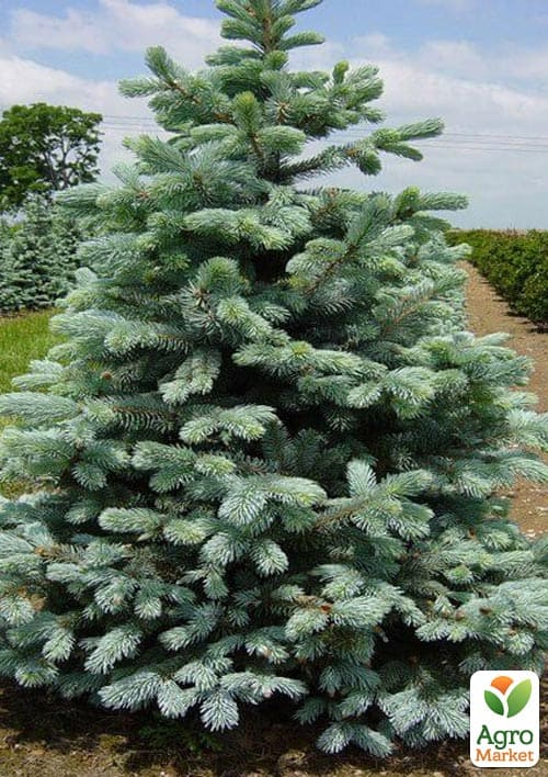 Ялина сиза "Kaibab" (від 100 до 125 см) - фото 3