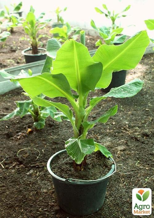 Банан кімнатний "Київський суперкарлик" - фото 6