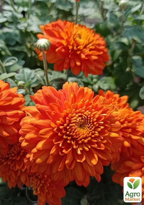 Хризантема мультифлора шарообразная "Boreal Orange" 