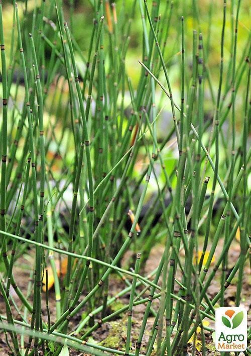 Хвощ зимующий - фото 3