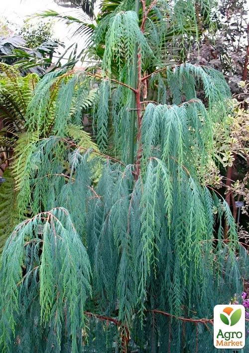 Кипарис Кашмирский (Cupressus Cashmeriana) контейнер Р9 - фото 3