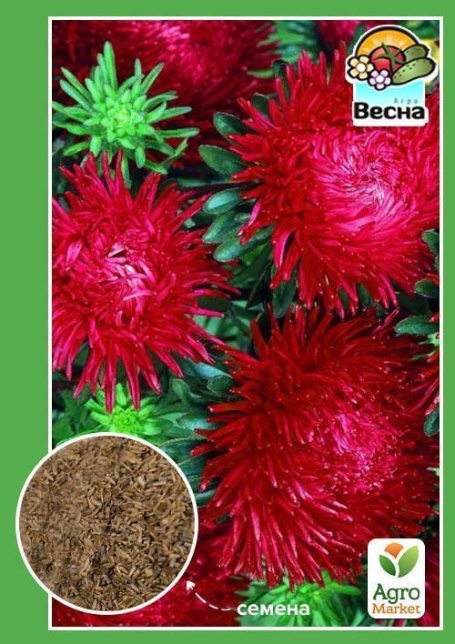 Астра "Игольчатая красная" ТМ "Весна" 0.2г