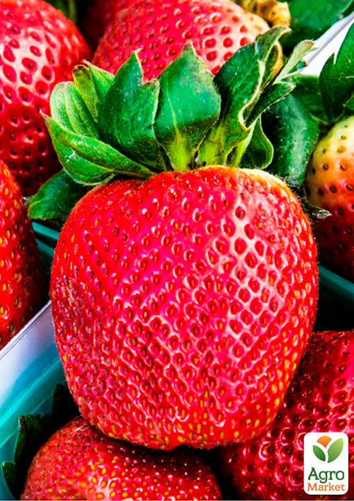 Полуниця "Королева Єлизавета" (ремонтантний сорт, ранній термін дозрівання) - фото 6