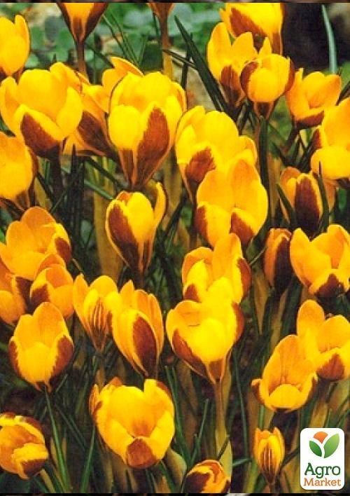 Крокус ботанічний "Dorothy" (розмір 5/7, середній) 5шт в упаковці