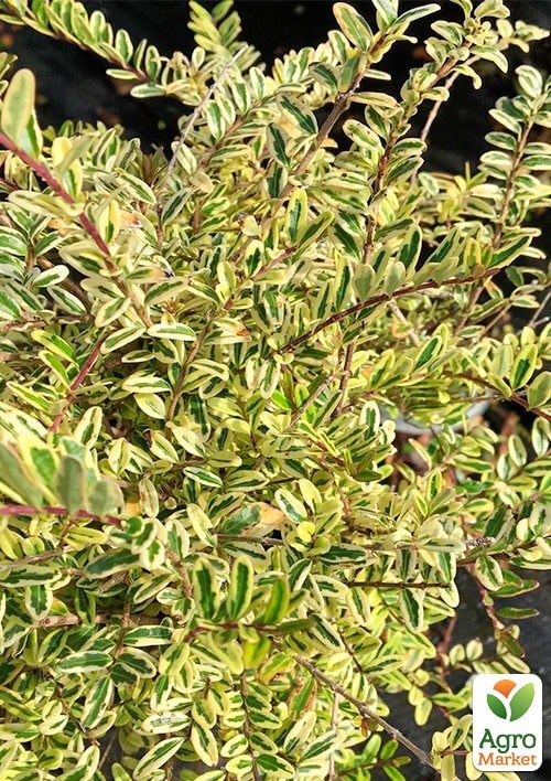 Жимолость шапочная "Lemon Beauty" (Декоративная, кустовая) - фото 3