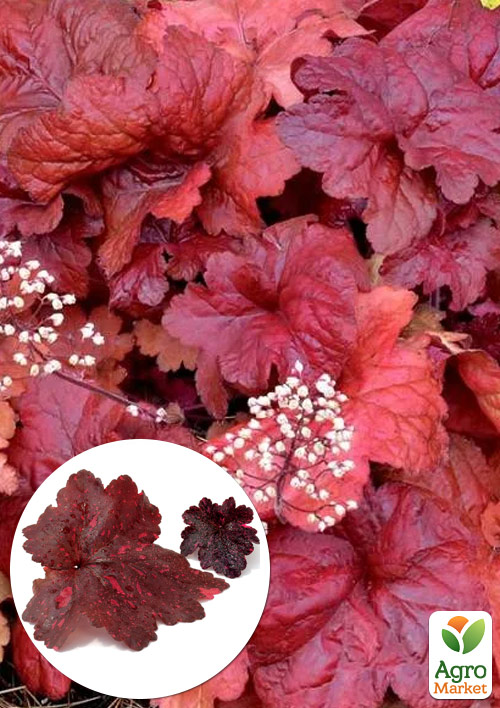 Гейхера (Heuchera) "Galaxy" С1 (висота 15-30см)