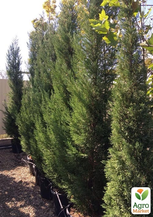 Купресосоціпаріс Лейланда "Blue Jeans" С3, висота 50-70см - фото 2