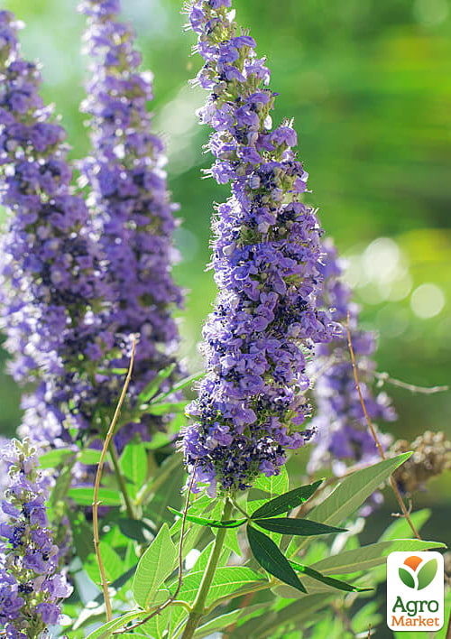 Витекс священный (Авраамово дерево), С2 высота 40-60см - фото 2