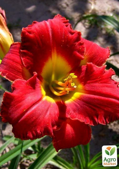 Лилейник "Noble Warrior" 1шт в упаковке - фото 2