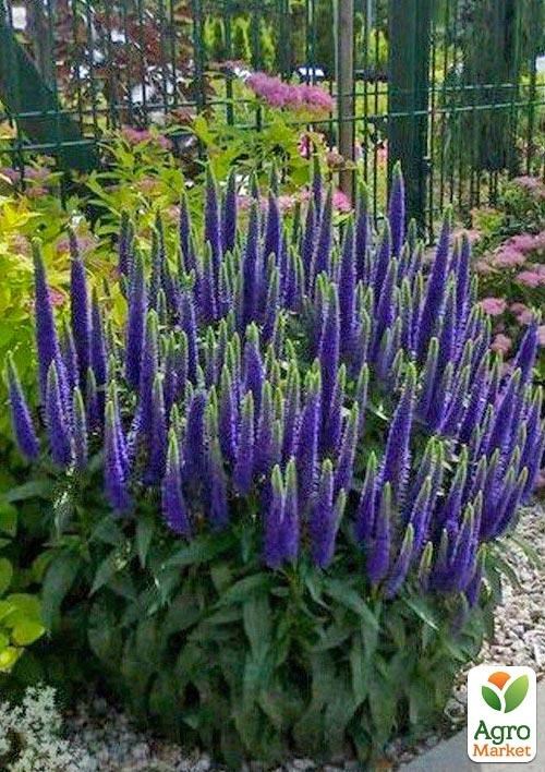 Вероника Колосистая "Blue Indigo"