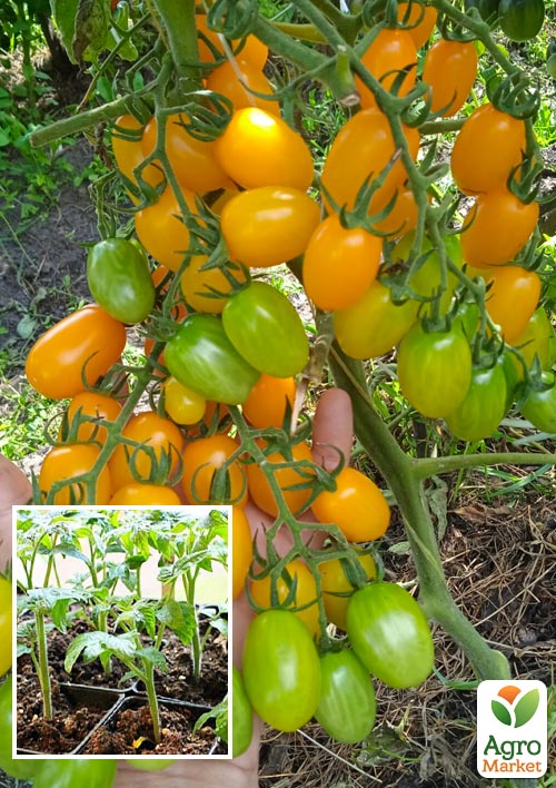 Розсада Томат Черрі "Золоті пальчики" (фермерське вирощування)