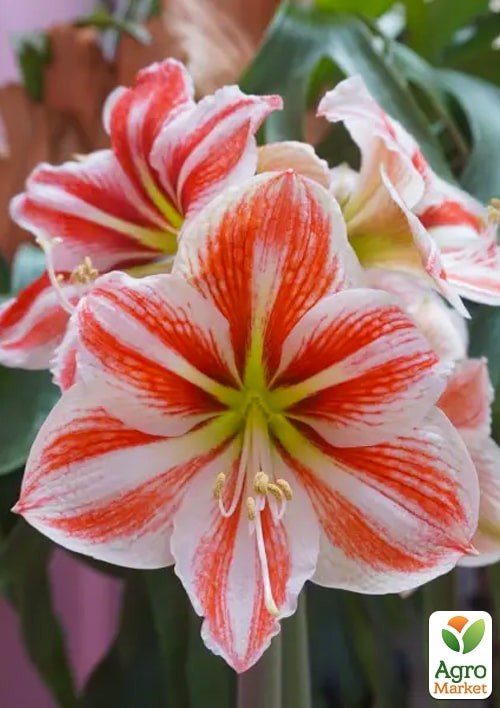 Гиппеаструм простой "Super Star" (Амариллис)  - фото 2