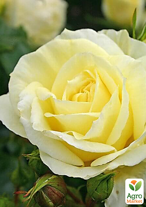 Роза в контейнере чайно-гибридная "Limona" (саженец класса АА+) - фото 3