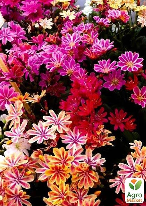 Левизия "Elise Mix"  - фото 4