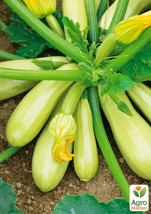 Кабачок "Аскольд" (Зипер) ТМ "Весна" 5г - фото 2