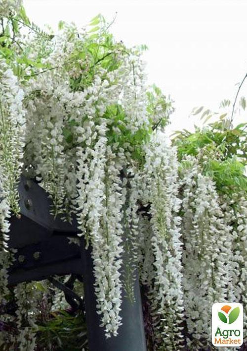 Глициния белая “Белые ночи” (White Nights)  - фото 6