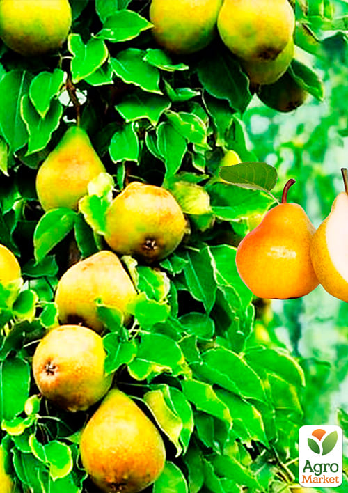 Груша колоновидна "Медова" NEW - фото 4